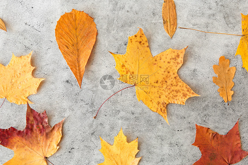自然,季节植物学同的干落秋叶灰色的石头背景灰色石头背景上干燥的秋叶图片