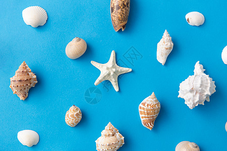 海豹夏季同的贝壳蓝色背景蓝色背景上的同贝壳图片