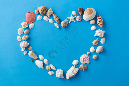 情人节,海豹夏天的同的海壳形状的蓝色背景蓝色背景上心形的海壳图片