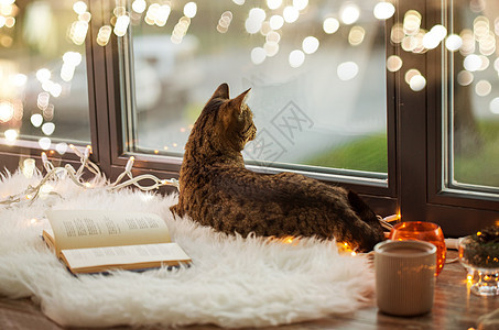 猫躺窗台上看窗外图片