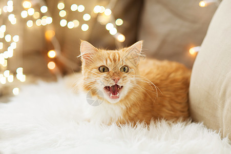 宠物,诞节潮湿的红色塔比猫沙发上与羊皮家里冬天红色塔比猫猫沙发羊皮家里图片