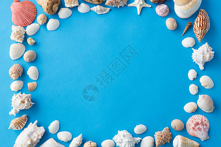 海豹夏季蓝色背景上同贝壳的框架蓝色背景上同海壳的框架图片