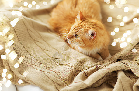 宠物红色塔比猫躺家里的毯子冬天冬天,红塔比猫躺家里的毯子上图片