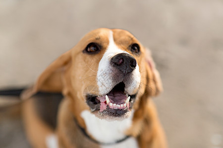 宠物动物的小猎犬的特写比格犬图片