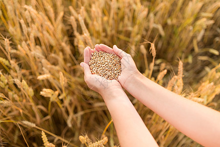 收获,自然,农业繁荣的手成熟的小麦谷物谷物田双手捧着成熟的麦粒谷物地里背景图片