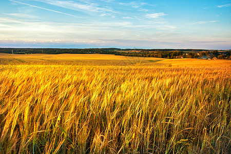 金色小麦闪烁全景与乡村背景,乡村乡村麦田上的日落白俄罗斯,明斯克地区图片