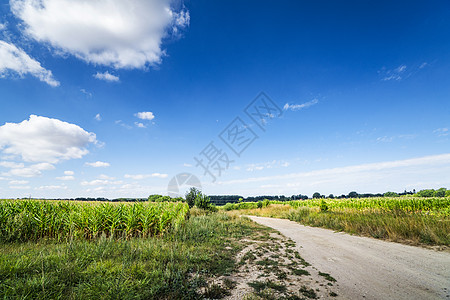 乡村景观与条小径穿过玉米田下的蓝天夏天图片