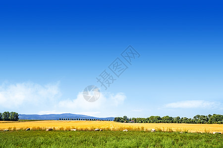 五颜六色的夏季景观,金色的田野蓝天下,背景山图片