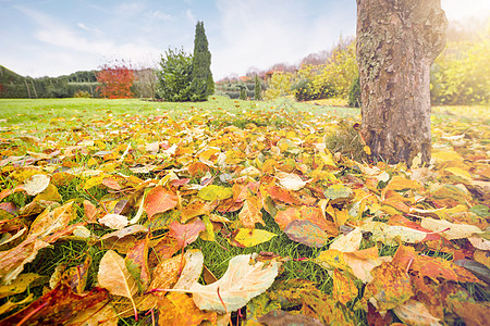 秋天,秋天的树叶草地上温暖的颜色图片