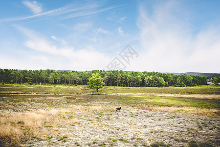 蓝色的天空下,片干燥的平原夏天的风景中的害群之马图片
