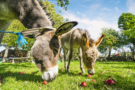 夏天,两只驴子田园诗般的花园里吃红苹果图片