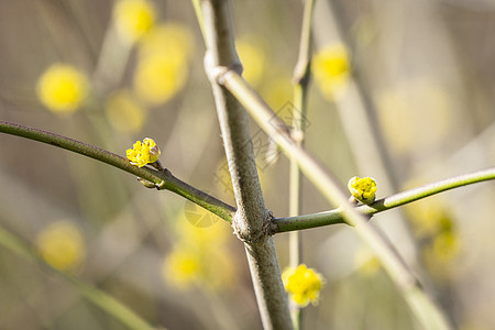 春天开花的树,三月的个阳光明媚的日子里长出芽图片