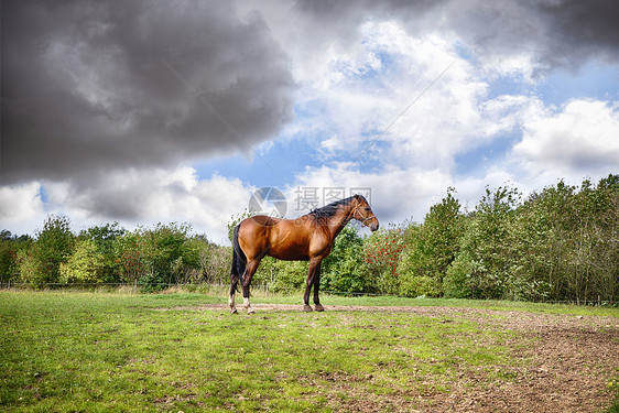 夏天多云的天气里,棕色的马站绿色的田野上图片