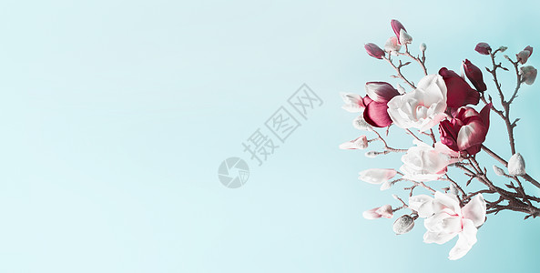 木兰开花的春天背景浅蓝色背景下木兰的开花枝弹簧卡模板带的花卉边框横幅图片
