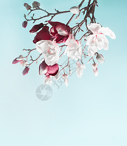 悬挂玉兰花浅蓝色背景下木兰的开花枝春天的弹簧卡模板图片
