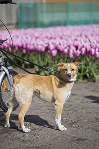 狗穿着郁金香散步荷兰图片