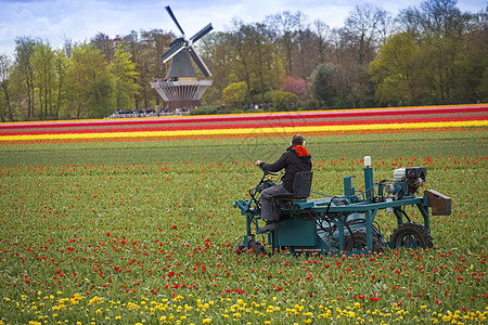 郁金香油画清理荷兰的郁金香欧洲背景