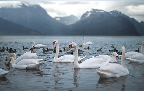 山湖里的天鹅图片