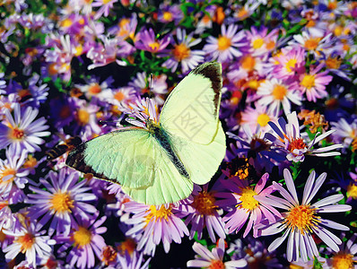 白色卷心菜蝴蝶PierisRapae坐紫色的紫星草甸上,张开翅膀图片