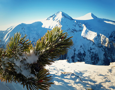 白雪覆盖的松树树枝紧贴山顶图片