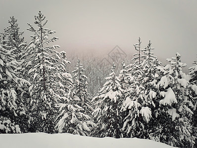 雪覆盖了山上雾蒙蒙的杉树森林风景如画的雪冬景观图片
