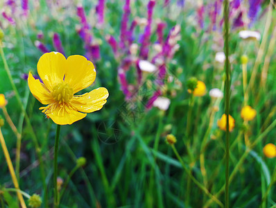 温暖的阳光下,夏天的草地上特写五颜六色的黄色紫色的花图片
