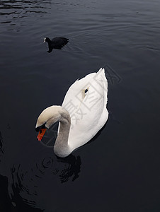 只白天鹅只黑鸟漂浮湖水上图片