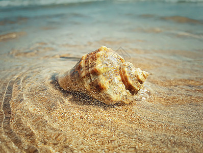 被海浪冲刷的大轮壳暑假背景图片