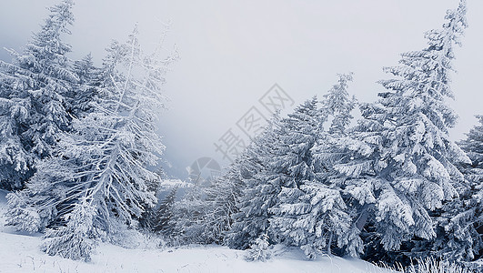 美丽的冬季景观,积雪覆盖的树木喀尔巴阡山雾蒙蒙的冬季景观图片