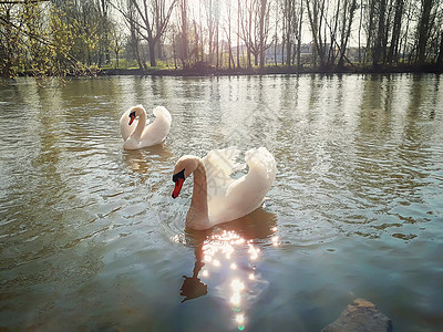 个阳光明媚的春天早晨,两只美丽雄伟的白色天鹅河上漂浮,法国斯特拉斯堡,阿尔萨斯图片