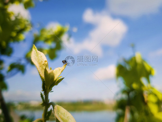 只小甲虫树芽的顶部看着地平线春天大自然近咫尺,绿叶生长蓝天的背景上图片