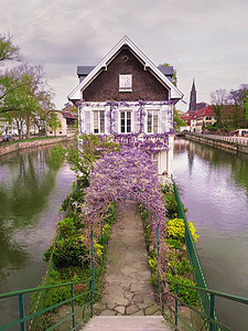 奇妙的紫色开花蓝色月亮葡萄酒紫藤覆盖个拱形乔木,通向个古老的房子个运河岛个小法国,斯特拉斯堡,阿尔萨斯,法国图片