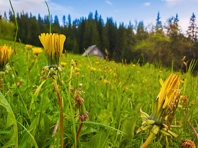 前的田野上特写黄色蒲公英花奇妙的乡村春天的景象,冷杉林盛开的绿色草地上座古老的木制小屋图片