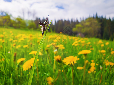 阳光明媚的春天一只甲虫特写图片