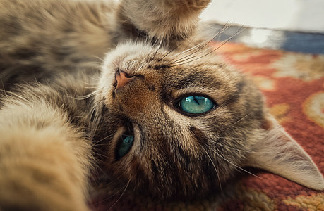 闭上自己的肖像,趣的小猫,美丽的蓝色眼睛,玩相机,爪子伸出可爱的条纹猫躺地毯上个可爱的自拍图片
