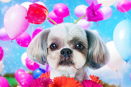 气球拱门施子狗生日趣的与花气球施子狗生日背景
