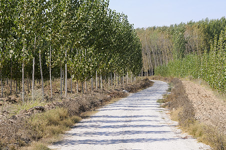 西牙杨树的道路图片