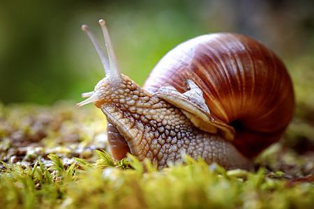 螺旋波马提亚也罗马蜗牛勃艮螺食用蜗牛蜗牛,种大型的可食用的呼吸空气的陆地蜗牛,螺旋科的种陆生肉质腹足软体动背景图片