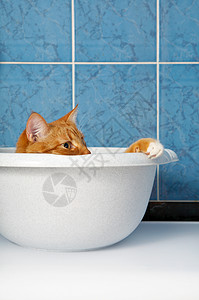 趣的红猫躺浴室的盆里盆里的猫图片