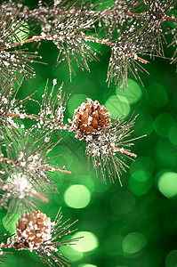 松树的树枝上圆锥形的绿色闪闪发光的背景诞节静物图片