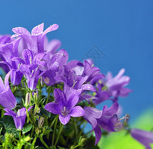 春天的花丛达尔马提亚钟花坎帕努拉波坦什拉贾纳背景图片