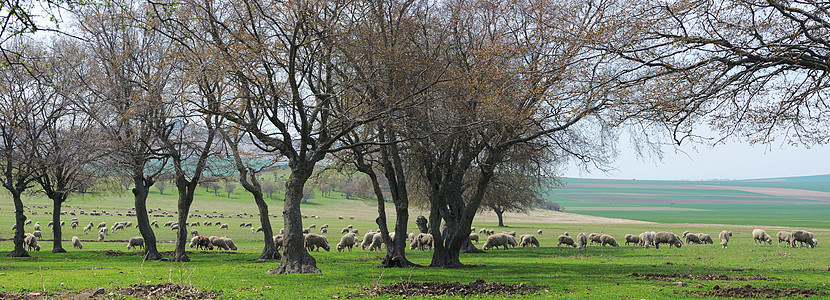 春天的羊群图片