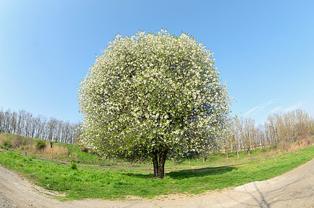 春天樱花盛开开花的樱桃树图片