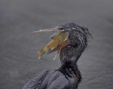 阿辛加佛罗里达湿地钓条大鱼条鱼图片
