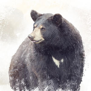 黑色熊肖像水彩画黑熊水彩画图片