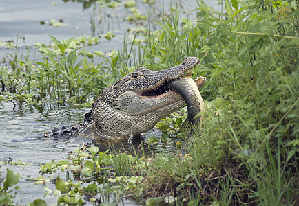 佛罗里达湖吃大鱼的鳄鱼鳄鱼吃大鱼背景图片