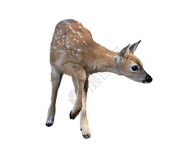 白尾鹿白色背景上分离白尾鹿小鹿图片