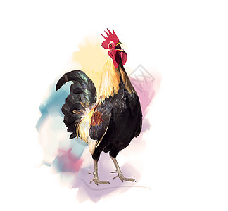 乌鸦公鸡的数字绘画乌鸦公鸡水彩画背景图片