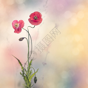 盛开的红色花红色花背景图片