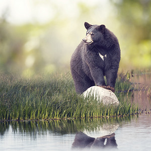 黑熊靠近水的岩石上靠近水的黑熊图片